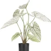 Online XOOON Caladium H60cm kunstplant in de kleur Groen - COCOmaison