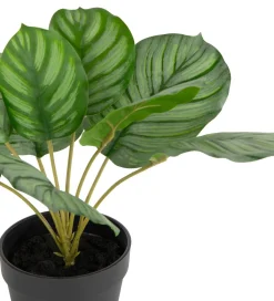 Outlet XOOON Calathea Orbifolia H45cm kunstplant in de kleur Groen