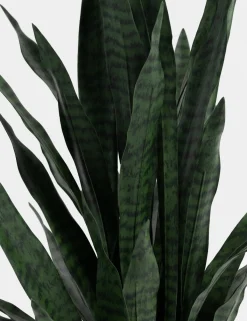 XOOON COCOmaison, Sansevieria kunstplant H115cm - Groen
