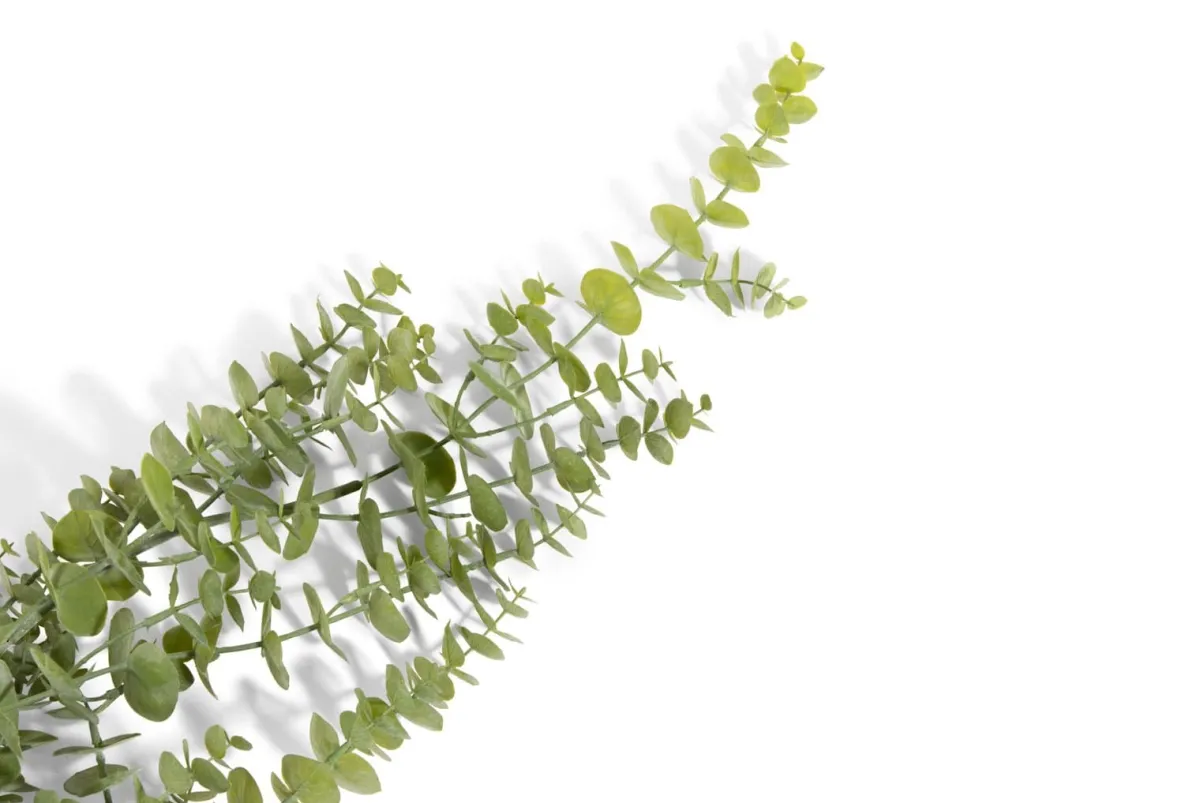 Clearance XOOON Eucalyptus Hanging Vine in de kleur Groen - COCOmaison