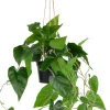 Outlet XOOON Philodendron Scandens H80cm in de kleur Groen - COCOmaison