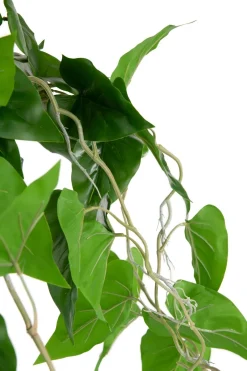 Outlet XOOON Philodendron Scandens H80cm in de kleur Groen - COCOmaison