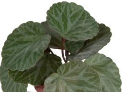 Online XOOON Saxifrage Mini Bush H13cm kunstbloem in de kleur Groen